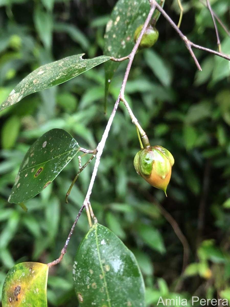 Balanocarpus kitulgallensis Kosterm.
